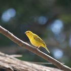 Yellow Canary