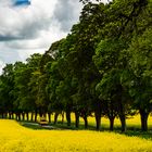 Yellow Car