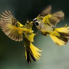 Yellow Cardinal