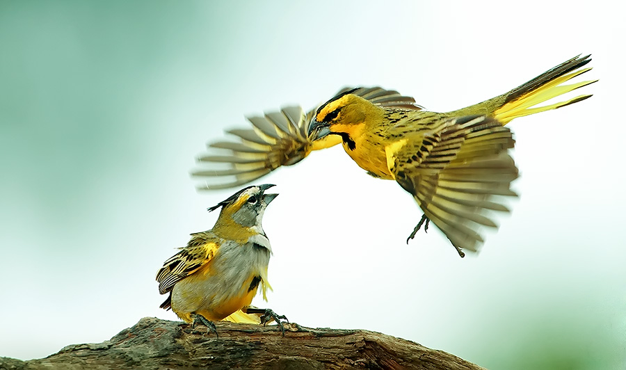 Yellow Cardinal (Gubernatrix cristata)