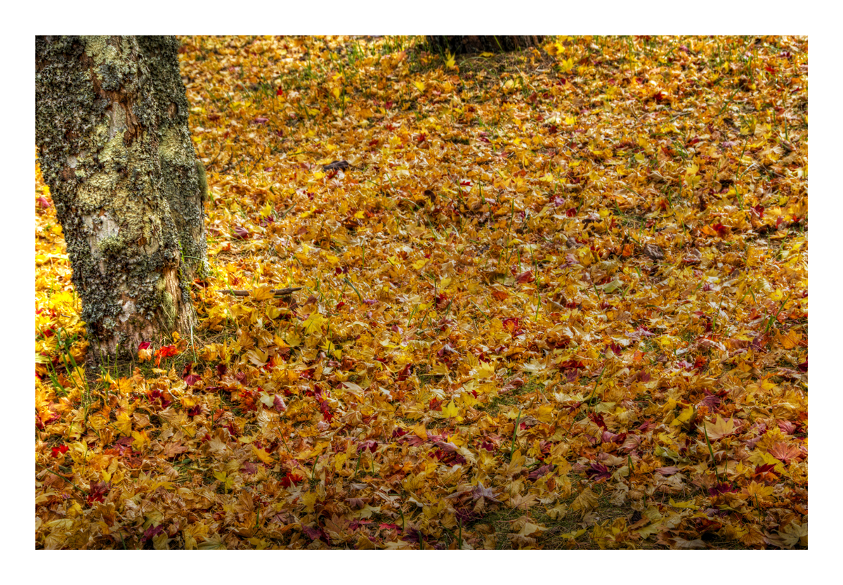 Yellow carpet