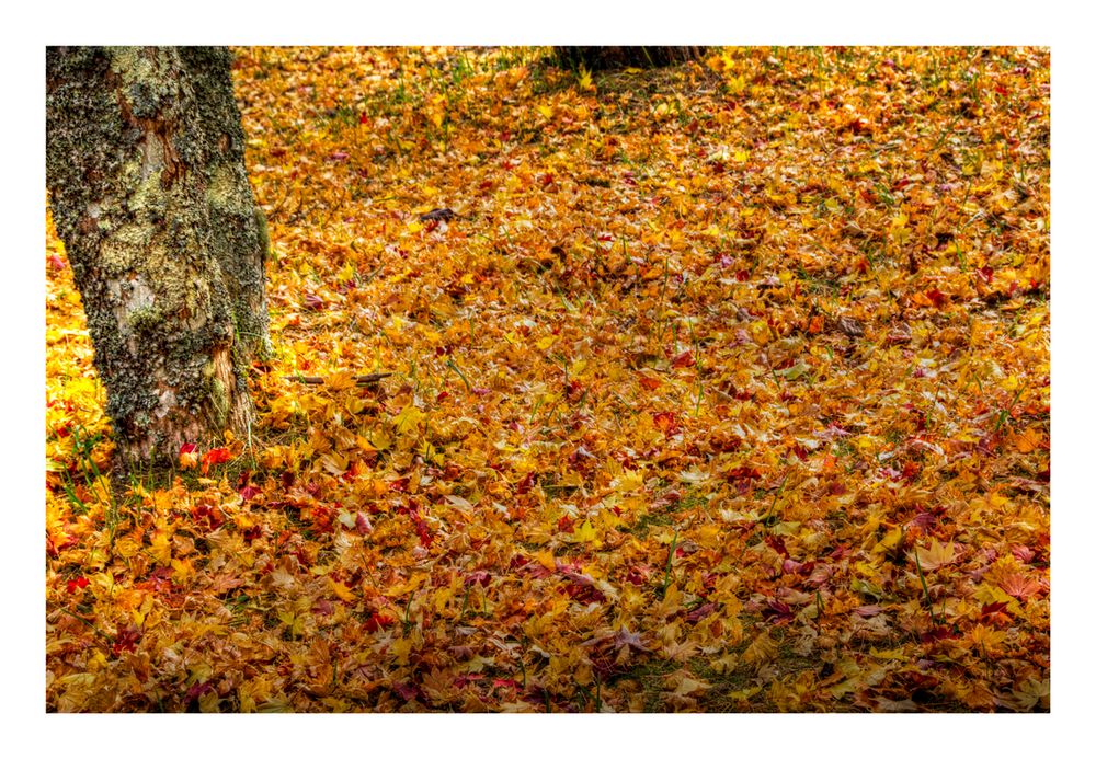 Yellow carpet