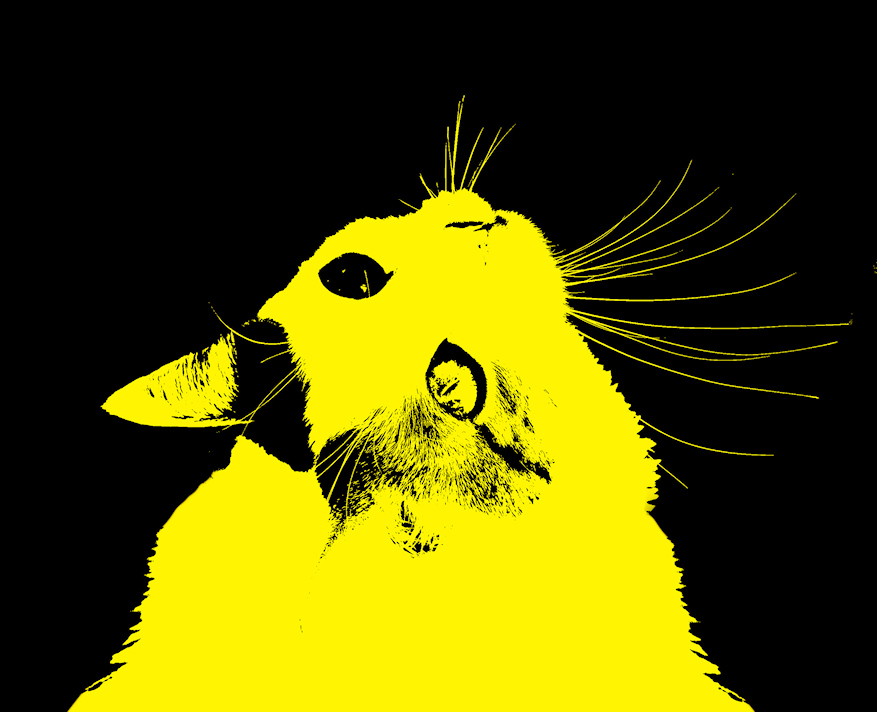 yellow cat