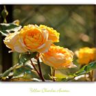 Yellow Charles Austin- Rose