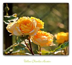 Yellow Charles Austin- Rose