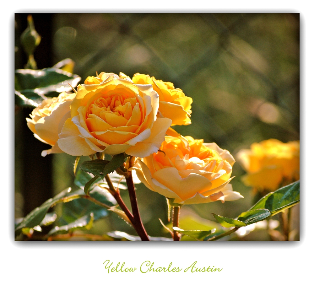 Yellow Charles Austin-Rose 