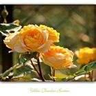 Yellow Charles Austin-Rose 