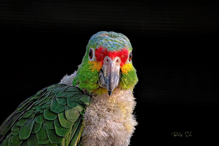 Yellow-cheeked Amazon,