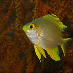 Yellow chromis