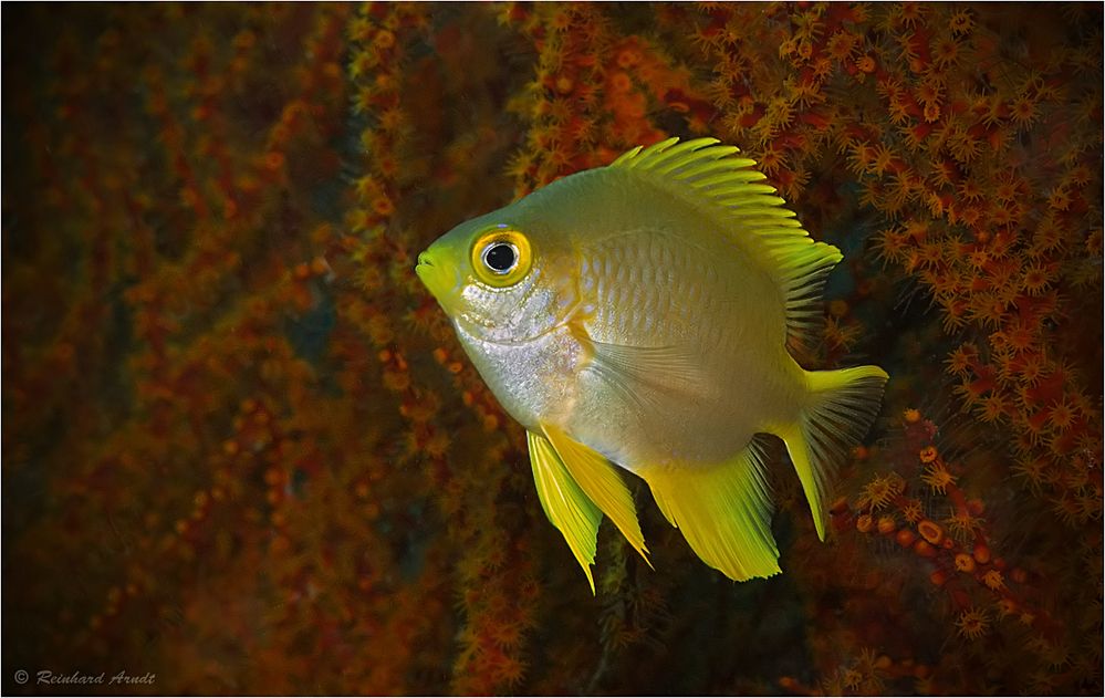 Yellow chromis Foto & Bild asien, meer, natur Bilder auf