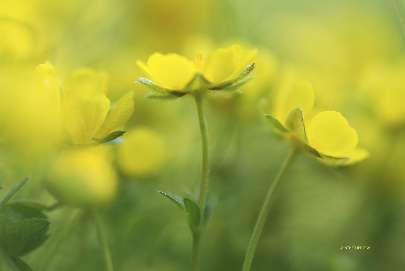 Yellow cloud