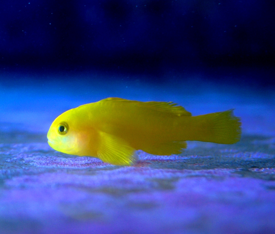 Yellow Clown Goby - Gobiodon Okinawae