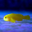 Yellow Clown Goby - Gobiodon Okinawae