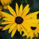 yellow coneflower