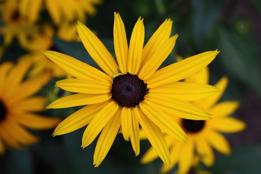 yellow coneflower