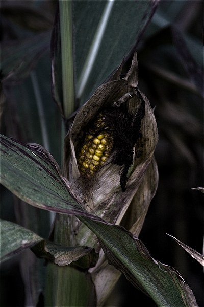 Yellow Country Corn