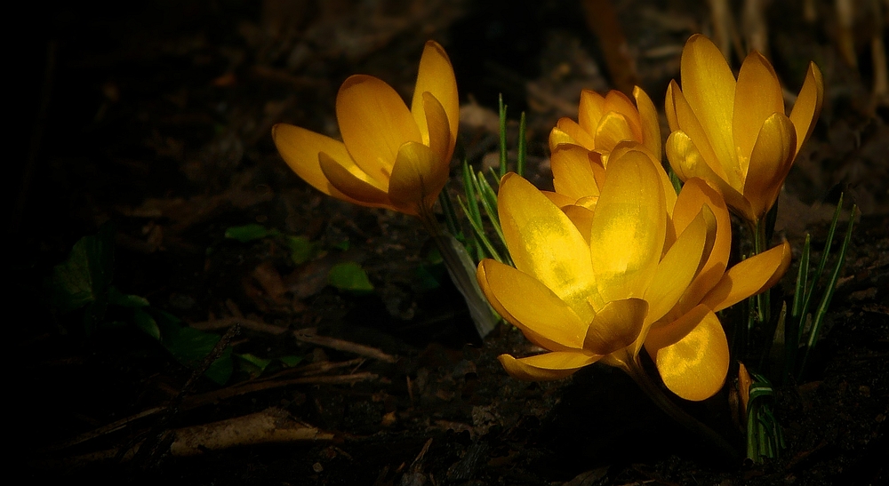 Yellow Crocus