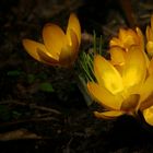 Yellow Crocus