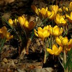 Yellow Crocus