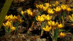 Yellow Crocus