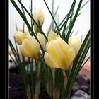 YELLOW-CROCUS