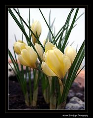 YELLOW-CROCUS