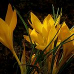 Yellow Crocus