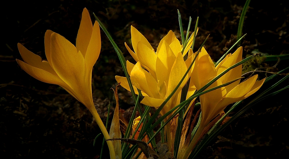 Yellow Crocus