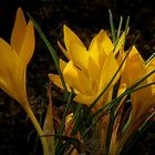 Yellow Crocus