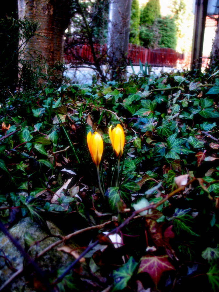 Yellow crocuses