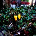 Yellow crocuses