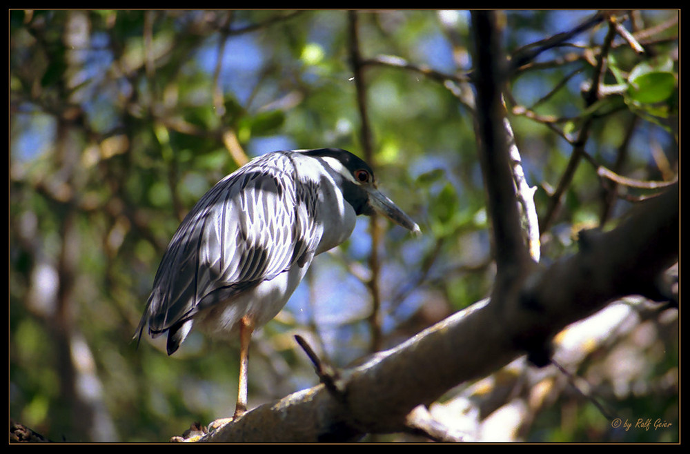 Yellow-crowned Night-Heron