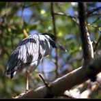 Yellow-crowned Night-Heron