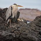 Yellow Crowned Night Heron