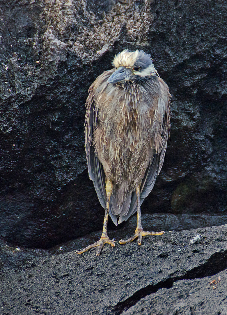 Yellow Crowned Night Heron