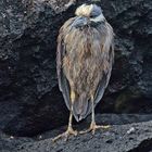 Yellow Crowned Night Heron