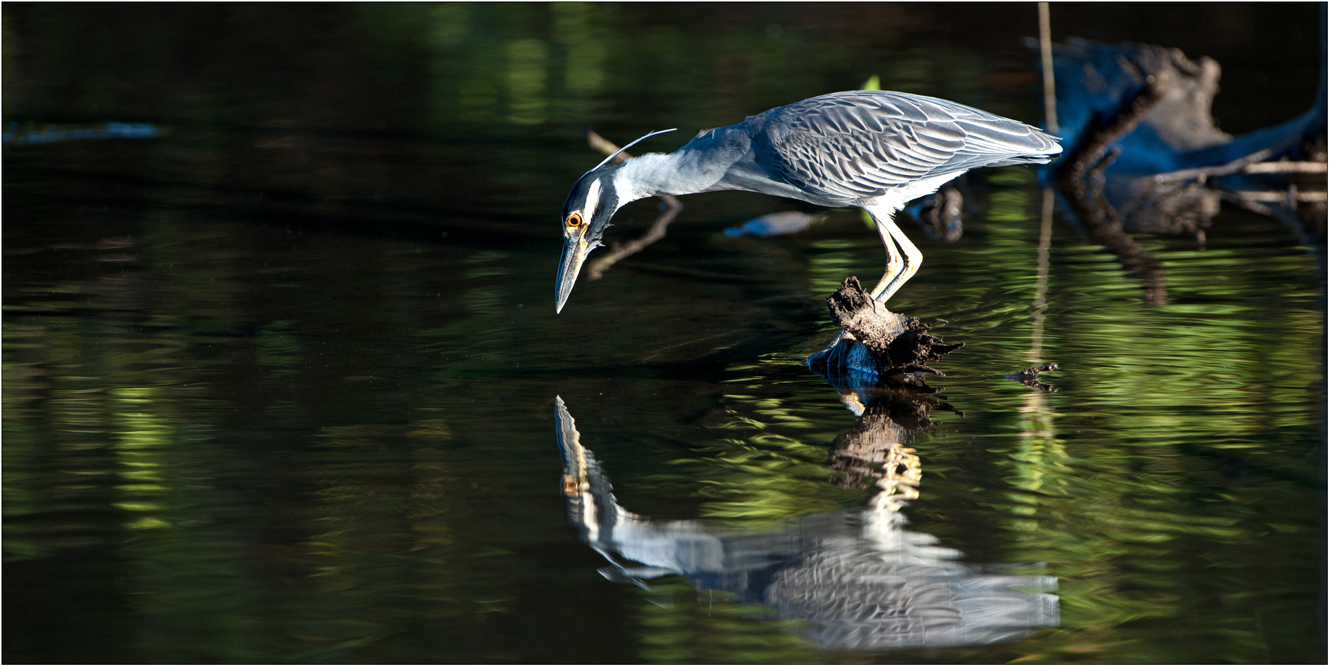 Yellow-crowned Night Heron