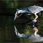 Yellow-crowned Night Heron