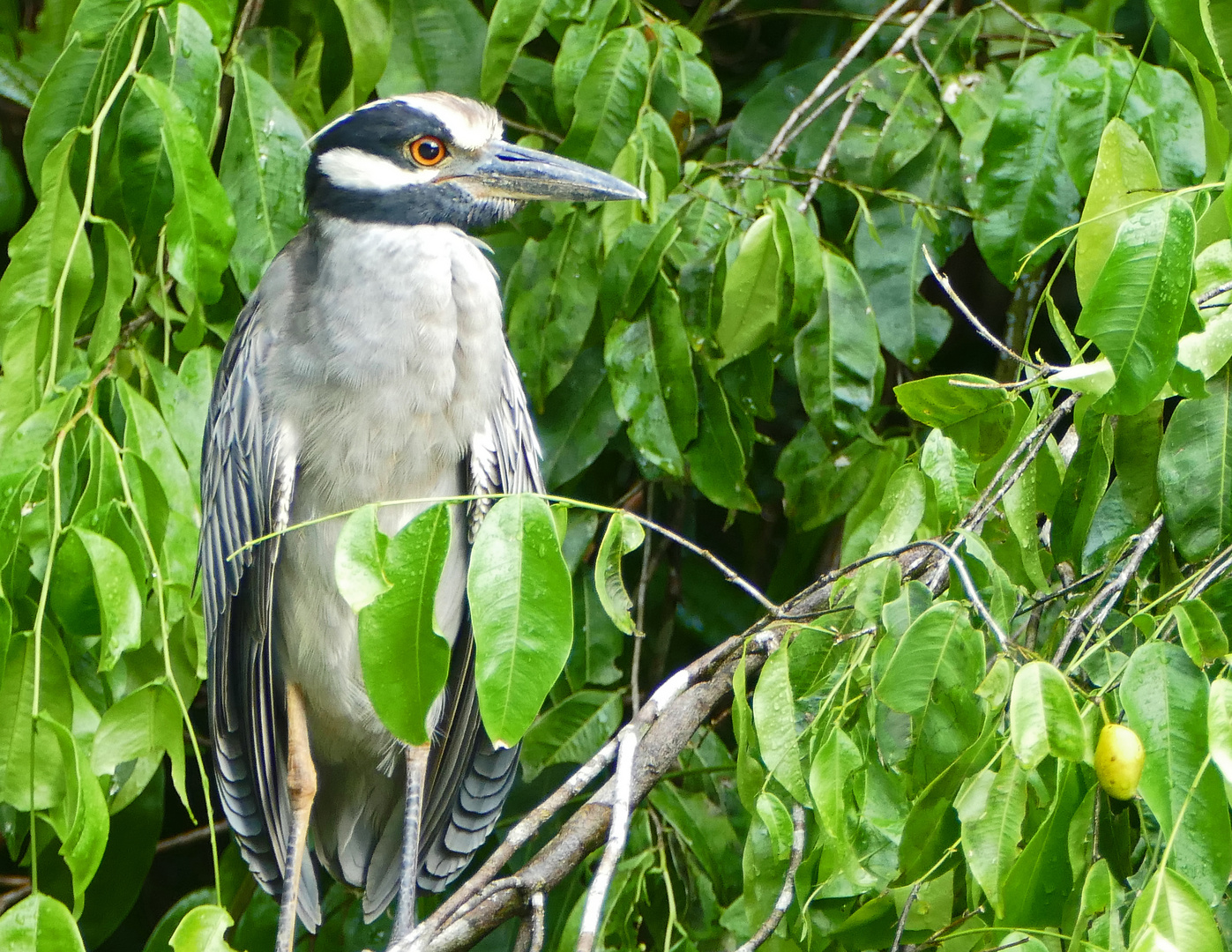 Yellow crowned Night heron (Nycticorax violaceus) 