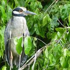 Yellow crowned Night heron (Nycticorax violaceus) 