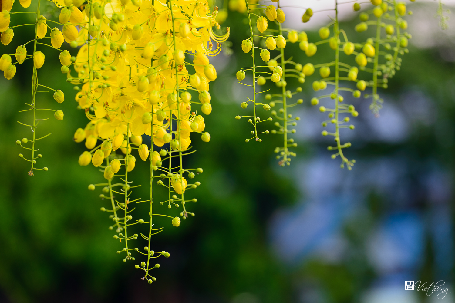 Yellow curtain