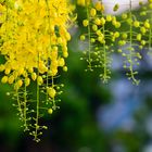 Yellow curtain