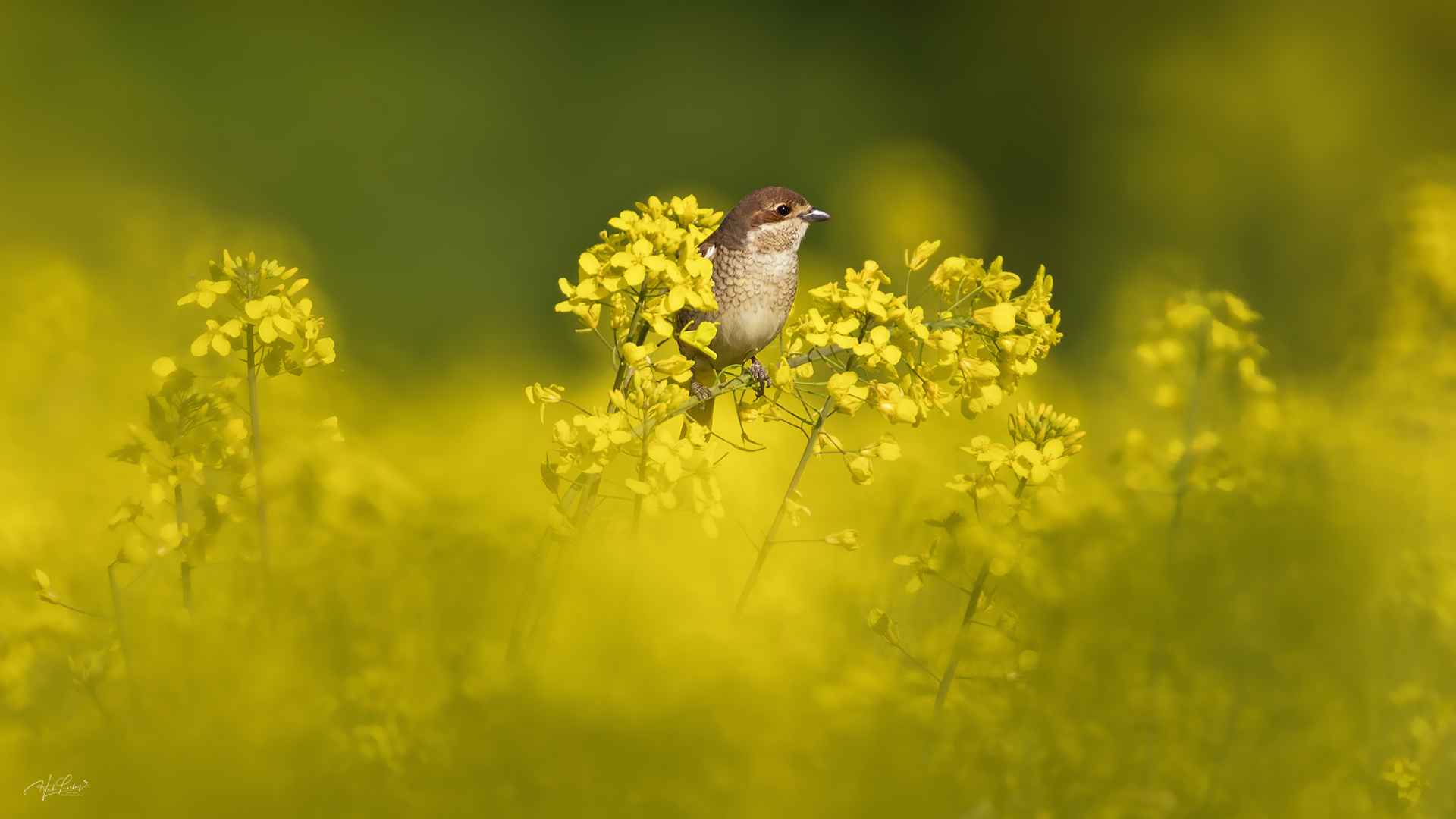 Yellow.....