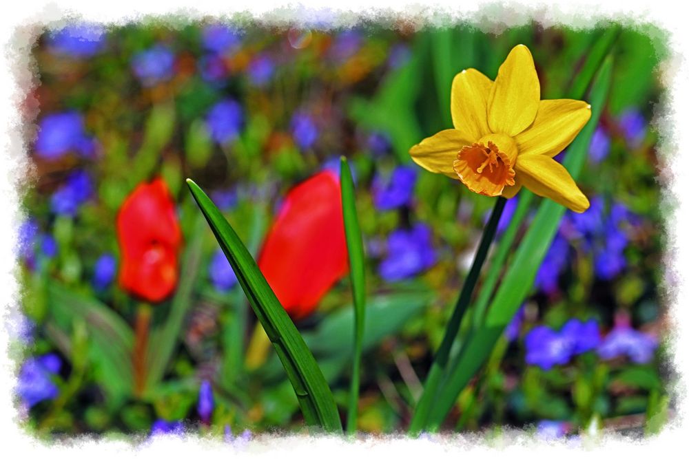 Yellow daffodil