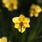 Yellow Daffodil