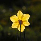 Yellow Daffodil