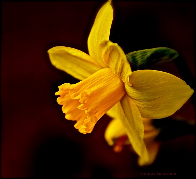 Yellow Daffodil