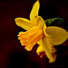 Yellow Daffodil