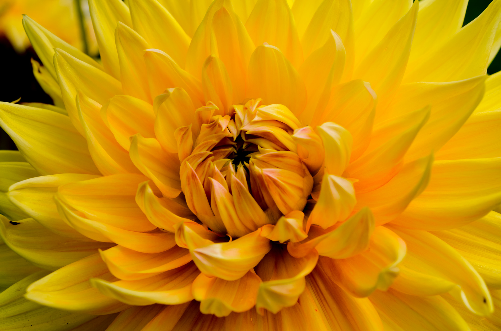 Yellow Dahlia