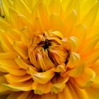 Yellow Dahlia